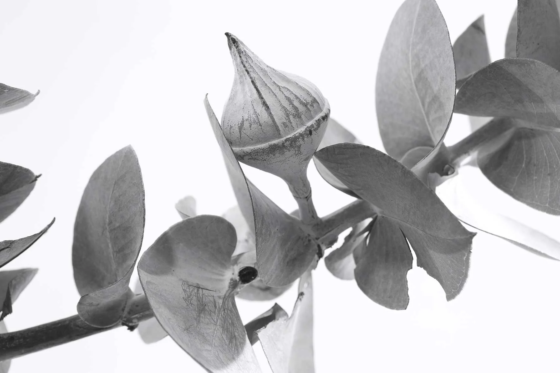 Pure Australian Botanical Luxury